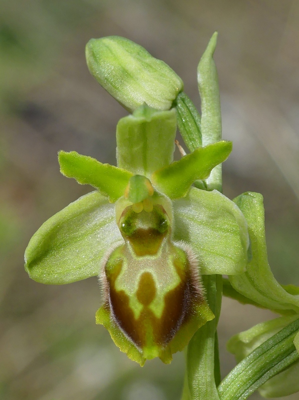 Ophrys exaltata subsp. archipelagi in Abruzzo marzo e aprile 2019